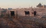 2024 162 Acres Thumbnail 4