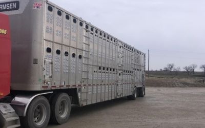 Photo of a 2016 Wilson Psdcl-402 Livestock Trailer for sale