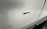 1989 Grand Marquis GS Eagle Coach H Thumbnail 33